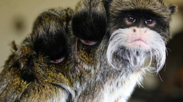 国外男子抓了一只"人面兽",专家看后,让他立刻放生