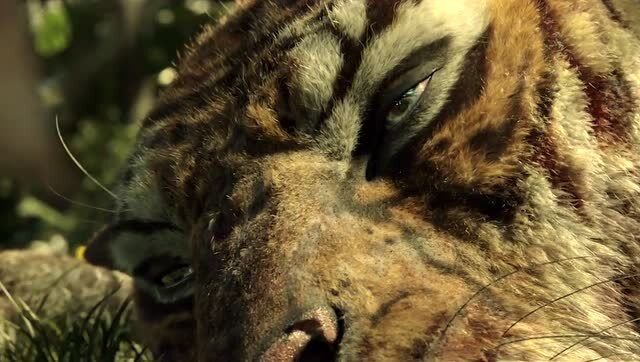 森林之子毛克利2