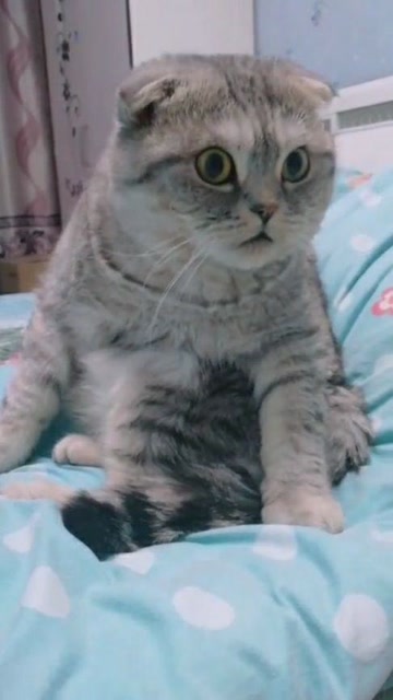 猫咪惊呆了,表情真可爱