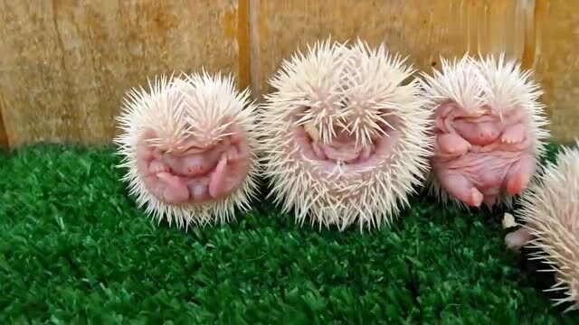 动物小时候,刚出生的小刺猬!超级萌特可爱萌翻,少女心泛滥了