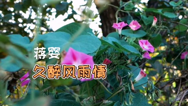 久醉风雨情甜美动听单曲循环