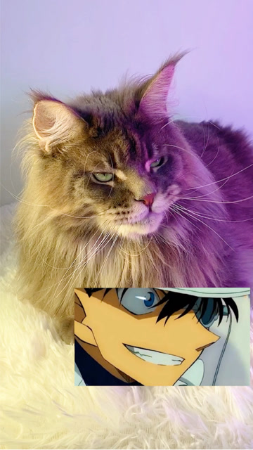 我家猫的邪笑有帅到你吗?(你看了多少遍?