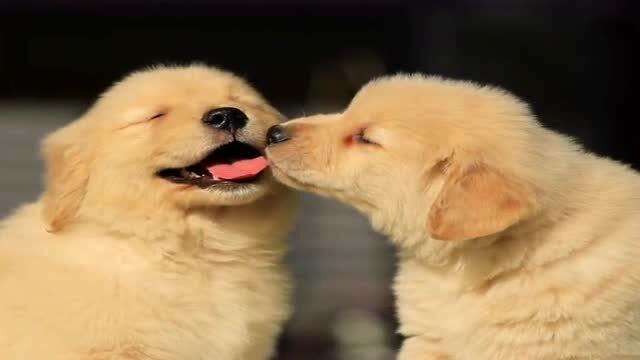 两只小可爱在撒狗粮,第一次见舔舌头的狗子,爱了!