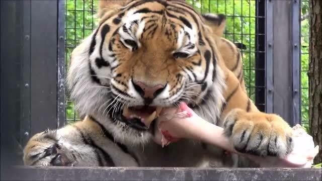 大老虎啃骨头姿势动作开始怀疑老虎属犬科了