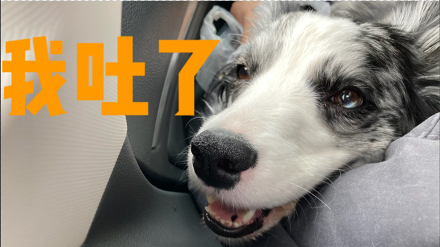狗狗的晕车只在一瞬间