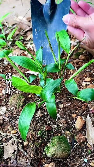 淡竹叶:也叫"山鸡米"在农村路旁,经常会看到它的踪影!