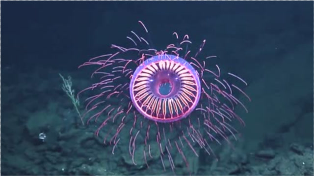 深海中的烟花水母