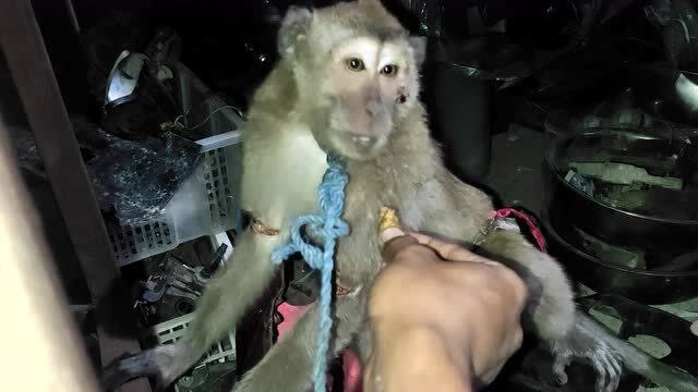 印尼断尾者一只伤痕累累的大猴子