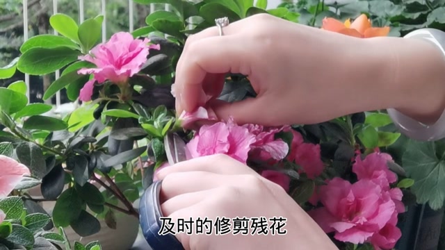 不同的修剪方式,决定了杜鹃花的花期长短,你做对了吗?