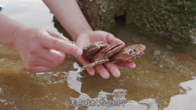 海边的礁石下,八爪鱼隐蔽的藏在沙里,大梅赶海一把将其拽出!