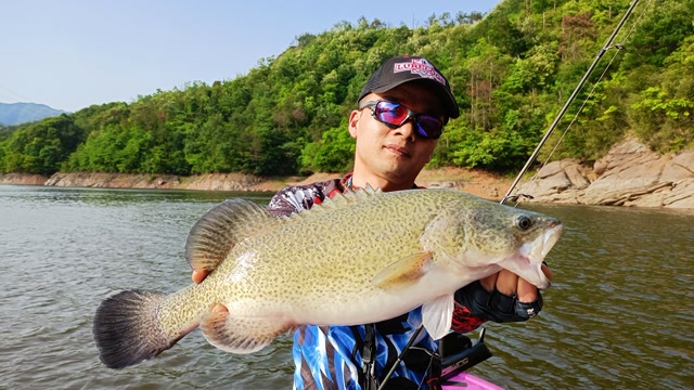 绫罗路亚水库探钓龙纹斑鱼窗口期爆拉翘嘴鲌