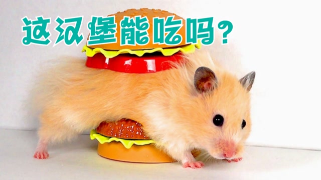 小仓鼠被困汉堡里?看它如何机智的逃出这里,仓鼠会闯关