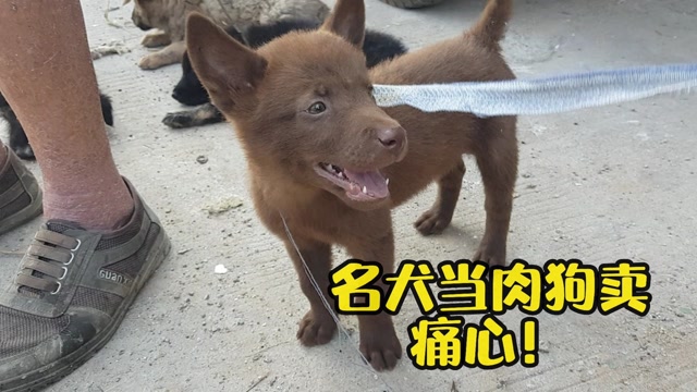 广东名犬"山牛红"在湖南当肉狗卖,看看多少钱一只,真没想到