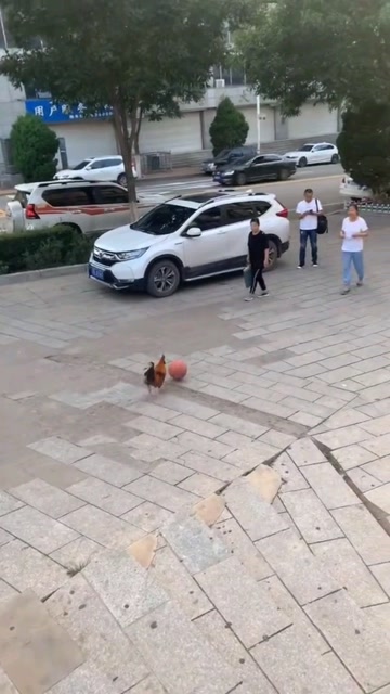 看着鸡哥在打篮球,真厉害