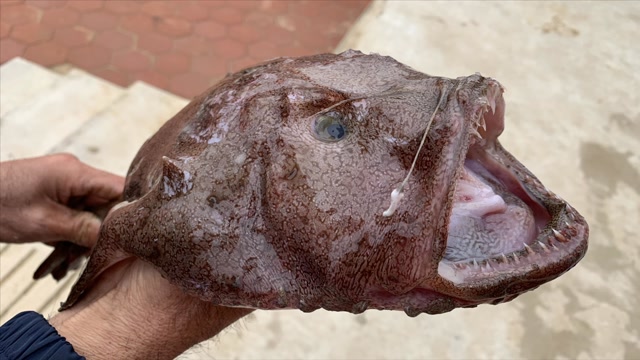 东北沿海农村大集上,这种怪物鱼好吃但很多人没吃过,你认识吗?