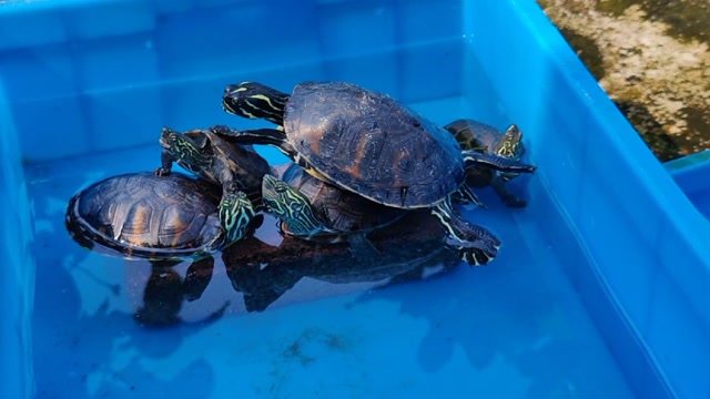 一块砖头5只乌龟在晒太阳主人走近依旧淡定