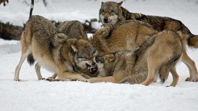 狼群通过紧密的合作捕杀猎物,摄像机记录下了全过程