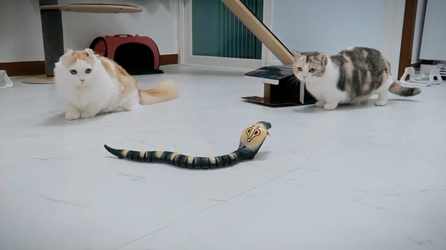 家里遭眼镜蛇入侵,猫咪们的反应太逗了,差点笑出眼泪