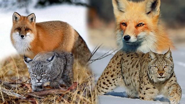 身为超级猎手,猞猁居然奈何不了一只狐狸,这狐狸运气也太好吧