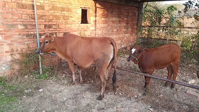 农村牛市,两对母子黄牛成交价相差100块钱,看看值不值