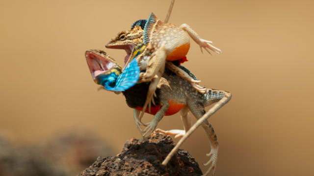 最激烈的情敌大战!华丽扇喉蜥打架互咬 跳到对方背上姿势亮了