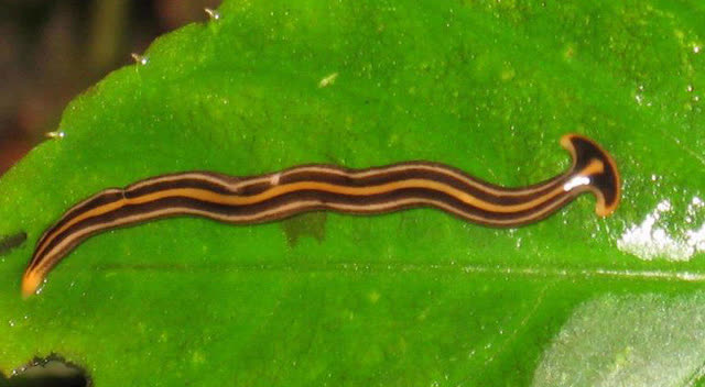 看似没杀伤力的涡虫,捕食能力实在太惊人!绞杀猎物再享用