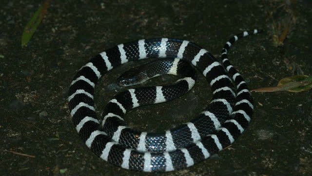 银环蛇在烈酒中吐血死亡!