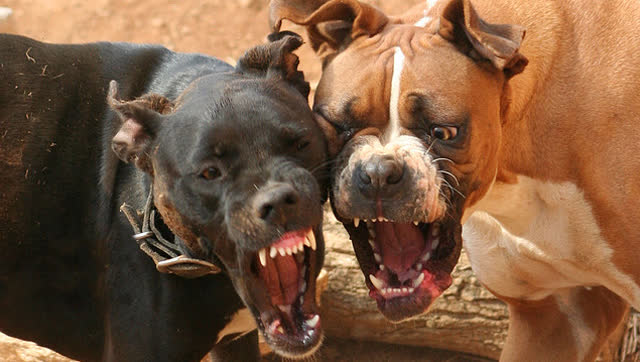 8大打架不要命的恶犬!排行第一的连主人都咬!