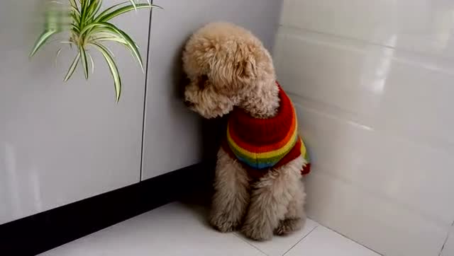 女主人又来罚站,狗狗哭了,我不信你忍心