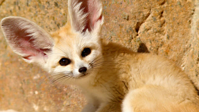 沙漠狐狸追杀小跳鼠,它使出最后绝招才保住小命