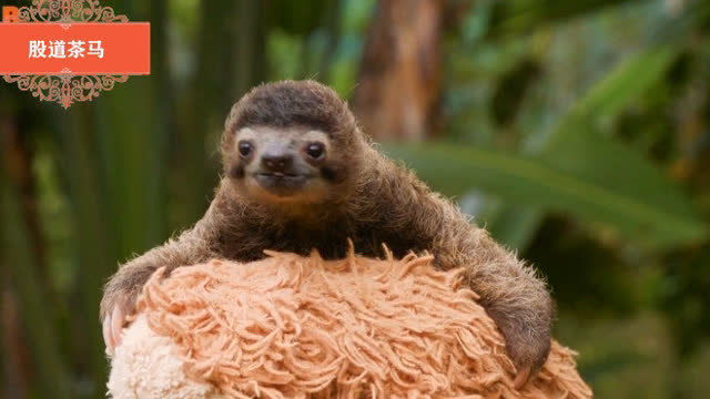 世界上最可爱的小树懒那两个小爪子动起来,比熊猫宝宝还萌