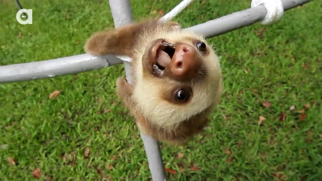 两只超萌小树懒聊天一直对镜头说话,才3秒保证你会忍不住笑出来