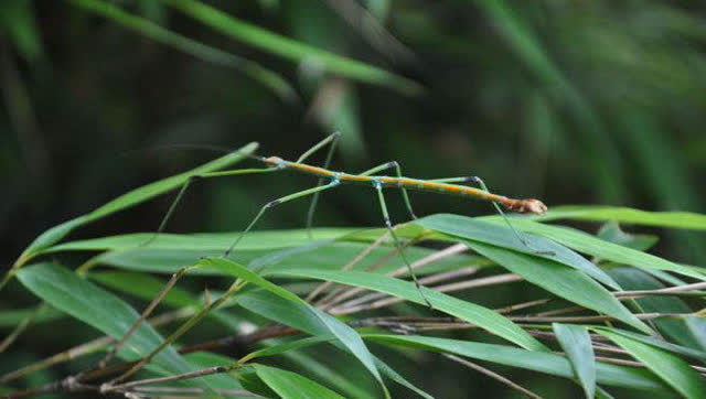 竹节虫世界上第一伪装大师,你能分辨的出来吗?