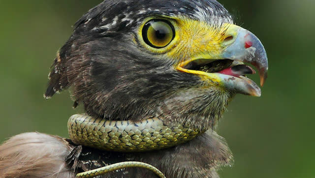 老鹰吃毒蛇精彩片段,堪称鹰中之王