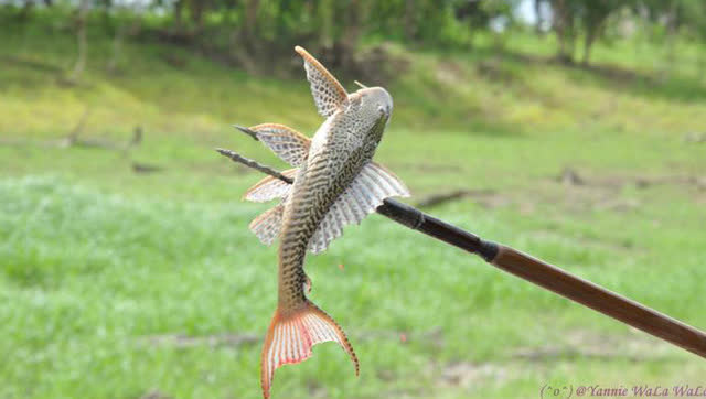 用竹子制作一个鱼叉叉鱼,野外生存必学的生存技能