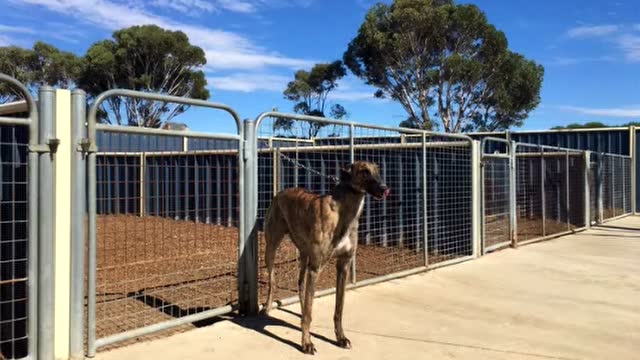 天佑犬业重金新进诺里斯最顶级的儿子--巴特