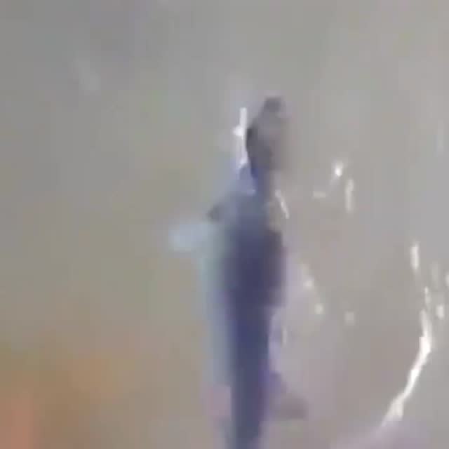 被放生的鱼儿舍不得离开