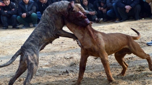 实拍广西激烈的斗狗现场,太震撼了!