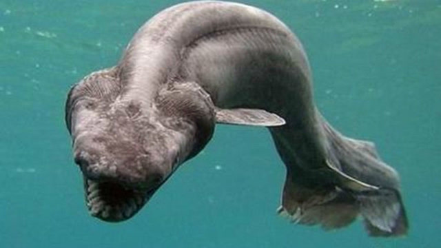 凶恶大海鳗捕食鲨鱼后直接吞下结果却出人意料