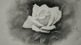 素描零基础入门教程之素描花卉玫瑰 中央美院唯风老师