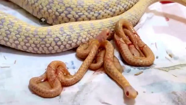 绝无仅有的罕见,母蛇不生蛋,直接生蛇!