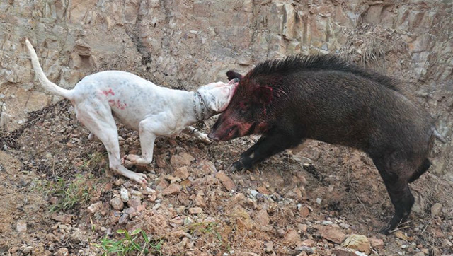 野猪坐堂战猎犬,遭怒吼输出,瞬间迷失方向