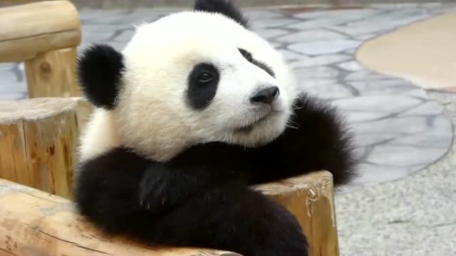 萌翻了!大熊猫宝宝趴木桩上发呆,难道有心事?