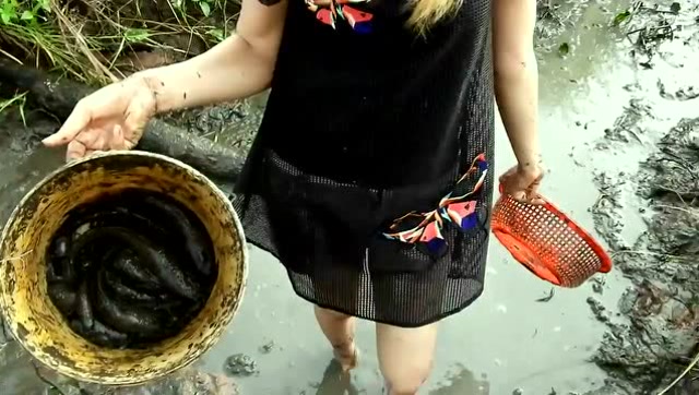 柬埔寨姑娘泥地里摸鱼,最后的收获够一家人吃个饱
