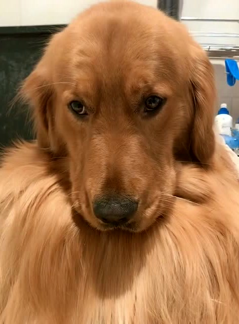 金毛享受的皇家待遇洗澡 这眼神也太无辜了