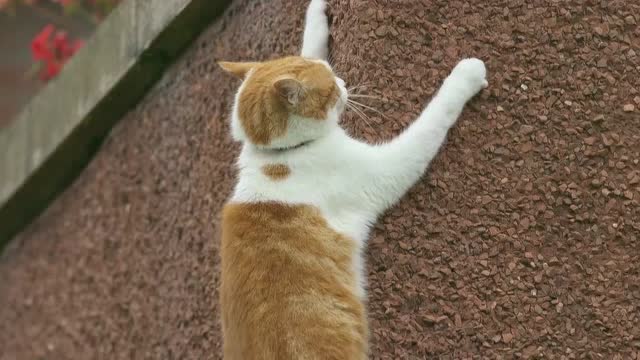 小猫咪果然是老虎是师傅,这爬墙厉害了