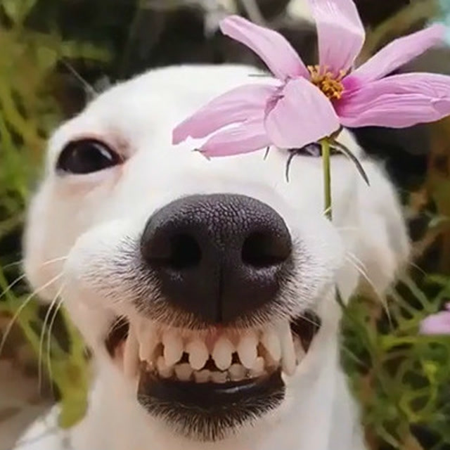 微笑狗:铲屎的,送你一朵花!