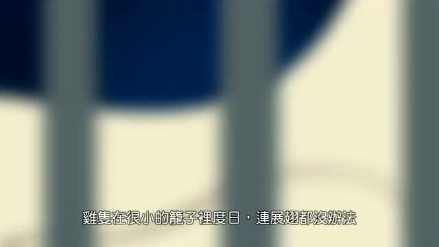 孩子的心声：如果你爱动物，停止吃它们