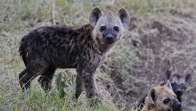 鬣狗幼崽看似很可爱,却从小为了食物自相残杀,连亲弟弟都可以吃掉