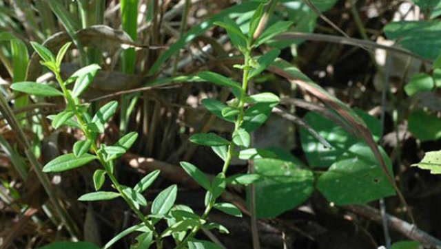 农村野草专治肺结核,老人称它"安心草",让人安心!